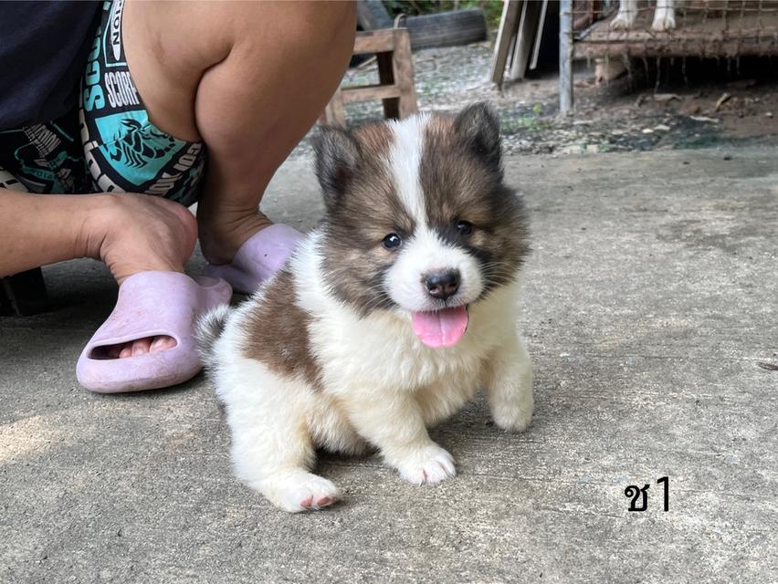 ลูกสนุัข พันธุ์บางแก้ว