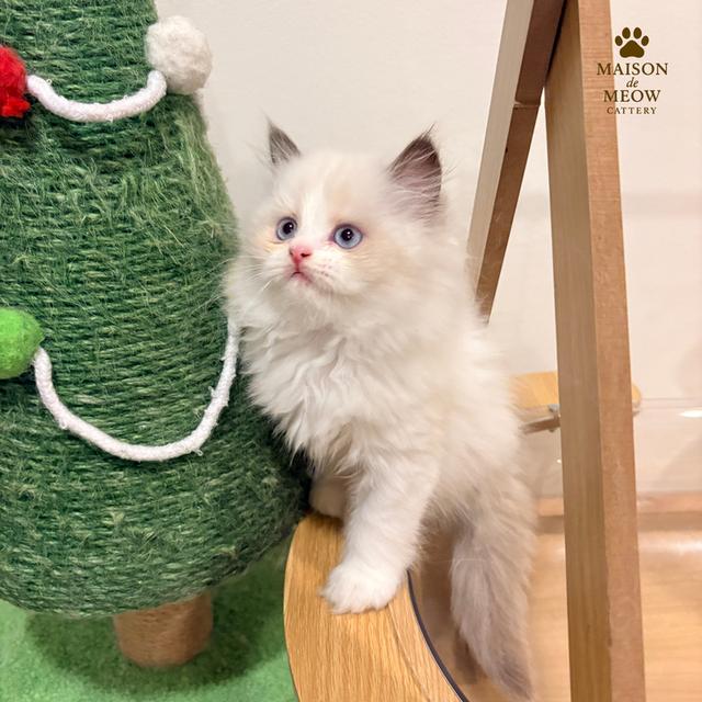 เปอร์เซีย ดญสีเหมือนแรคดอลล์ รูปที่ 8