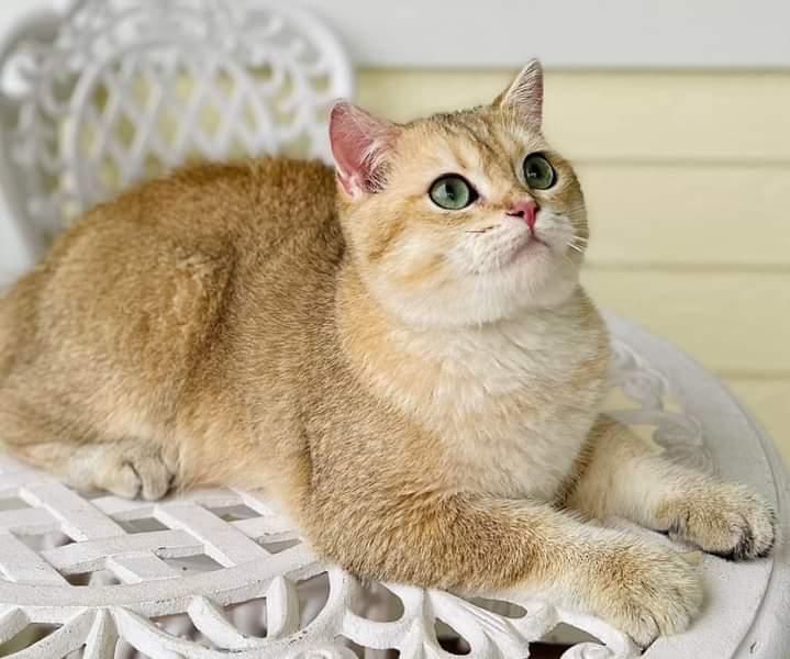 น้องแมว British Shorthair 1