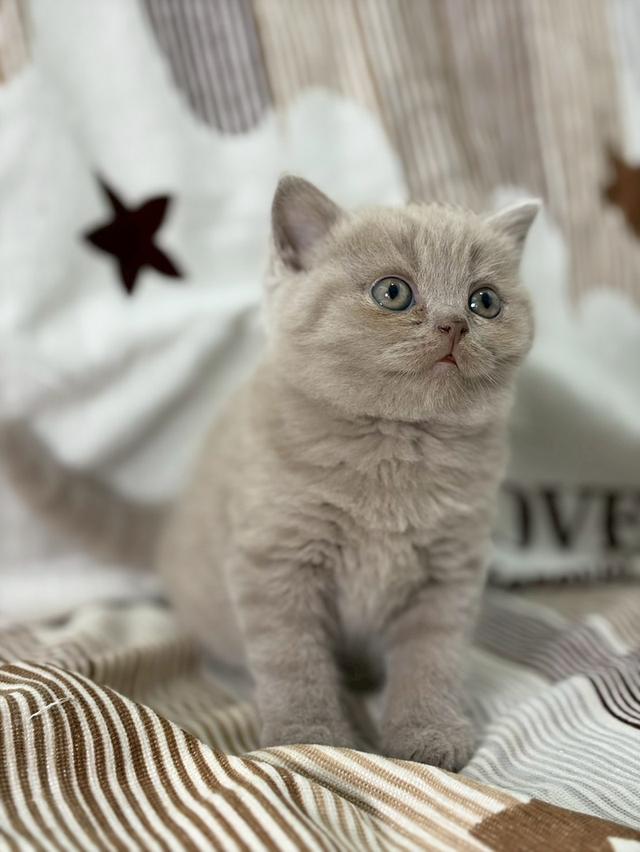 British shothair WCF 9