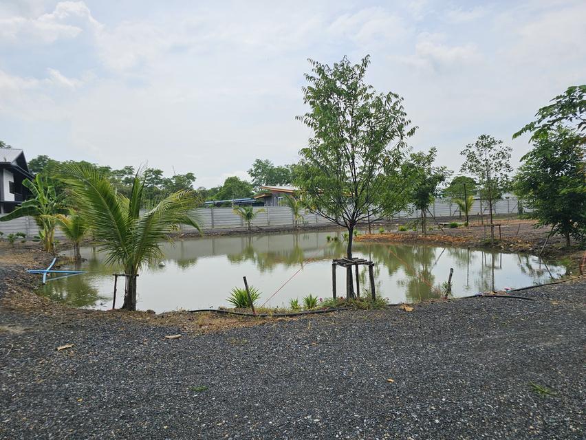 ขายที่ดินหนองจอก คลองสิบสอง พร้อมบ้านสวน 2