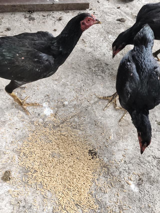 ไก่ชนเลิกเลี้ยง ขายเหมา 8