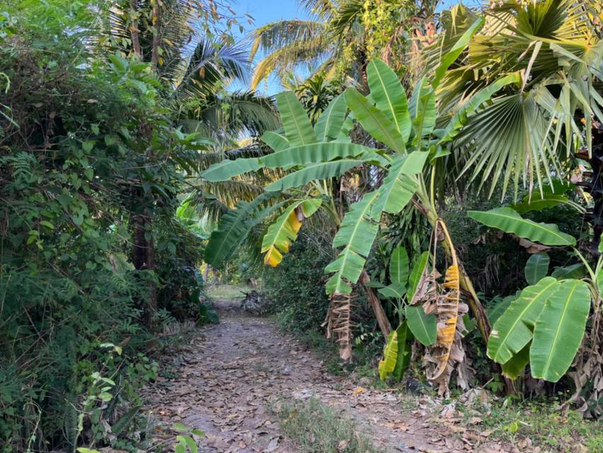 ขายที่ดิน 2-1-63 ไร่ อ.บางคนที จ.สมุทรสงคราม 6