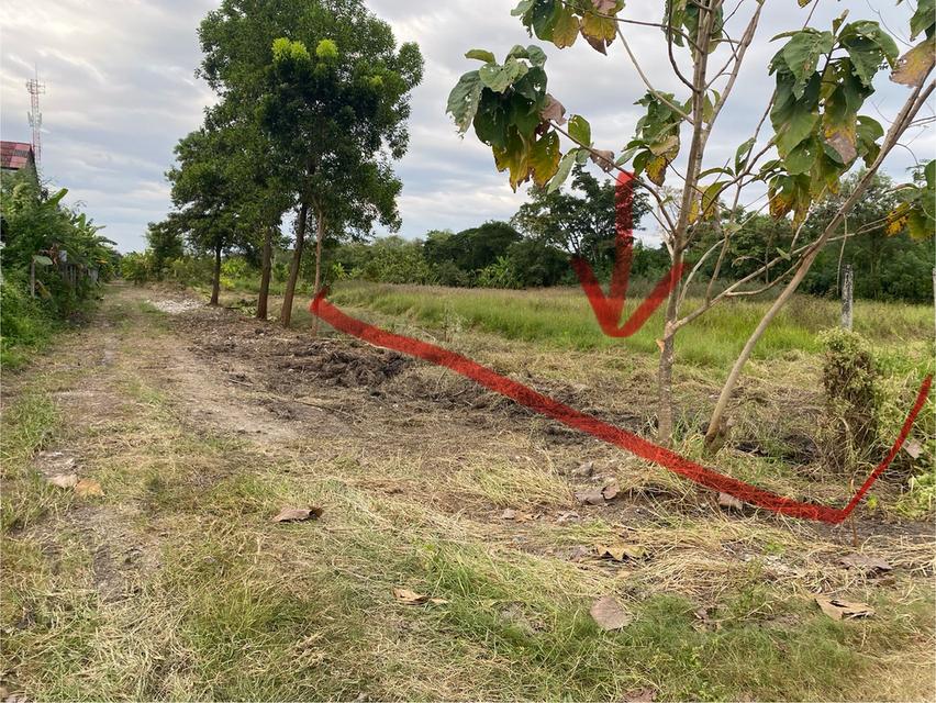 ขายที่ดินเปล่า 2 ไร่ 1 งาน ซอยวัดสุขใจ 14 ตารางวาละ 6,500 บาท 1