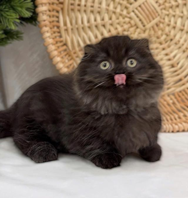 แมวมันช์กิ้น เด็กชาย 2