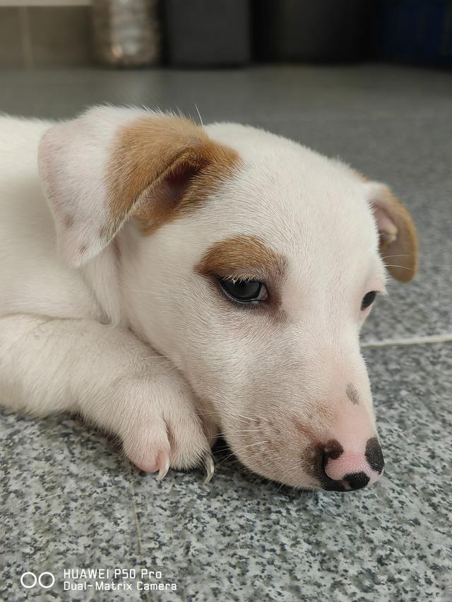 ลูกสุนัขแจ็ครัสเซล 11