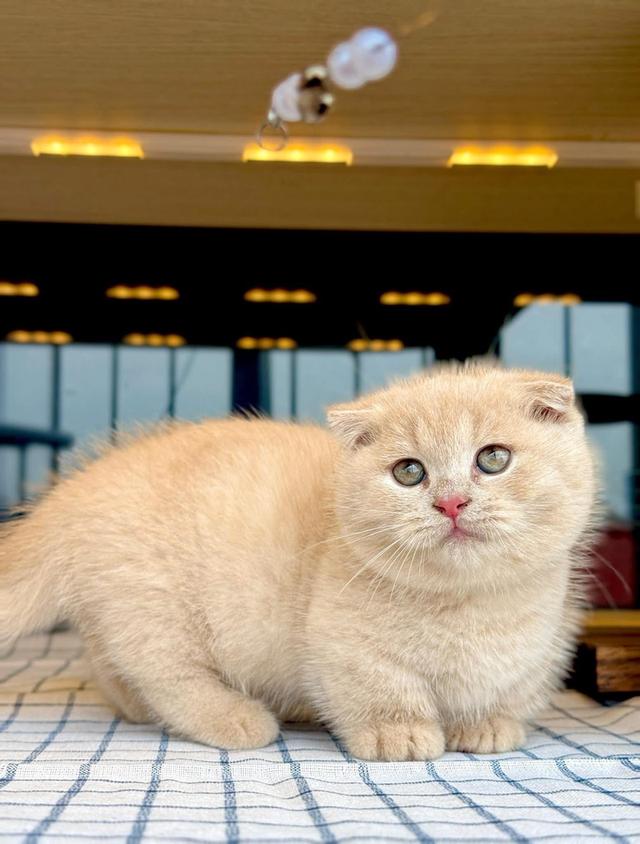 แมวมันช์กิ้น ขาสั้นรวมเลือกได้เลยค่ะ รูปที่ 9