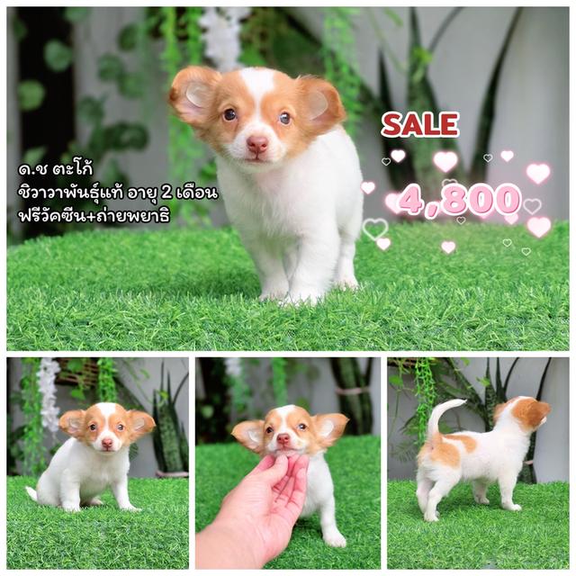 Chihuahua sizeเล็กจิ๋วพร้อมซน