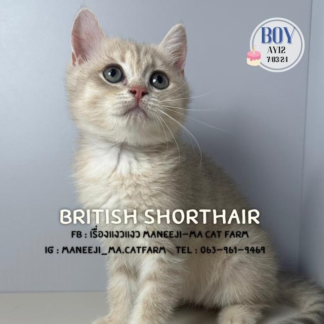British shorthair แท้ 100% ay12 boy