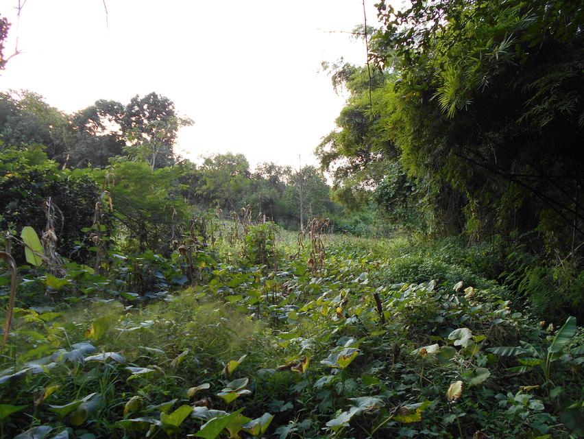 ที่ดินติดลำห้วย บ้านผาแดง ต.นายม อ.เมือง จ.เพชรบูรณ์ 15