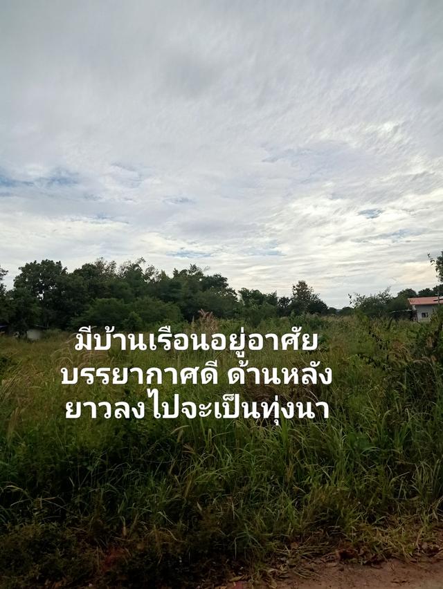 ขายที่ดินว่างเปล่าที่เมืองจังหวัดสกลนคร 5