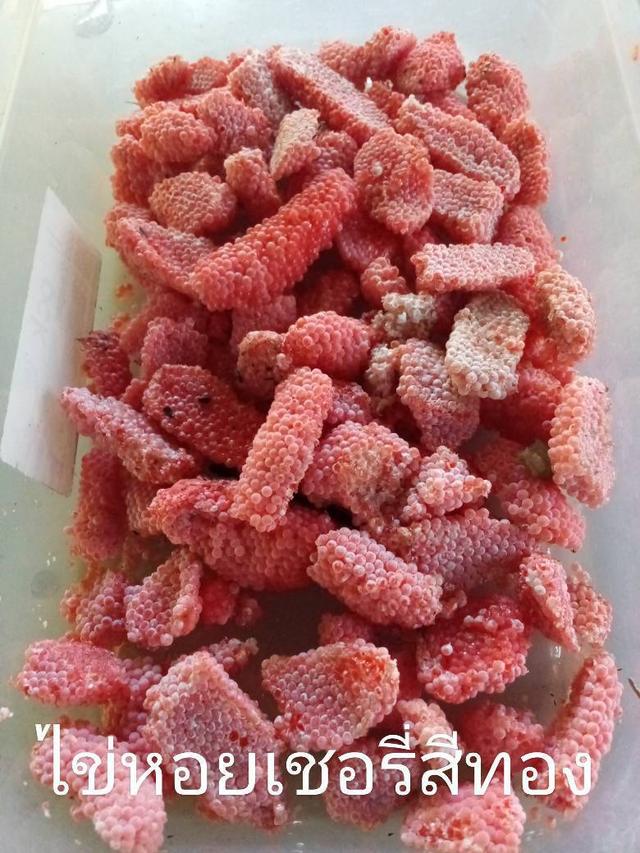 ไ่หอยเชอรี่สีทองขยายพันธุ์ 2