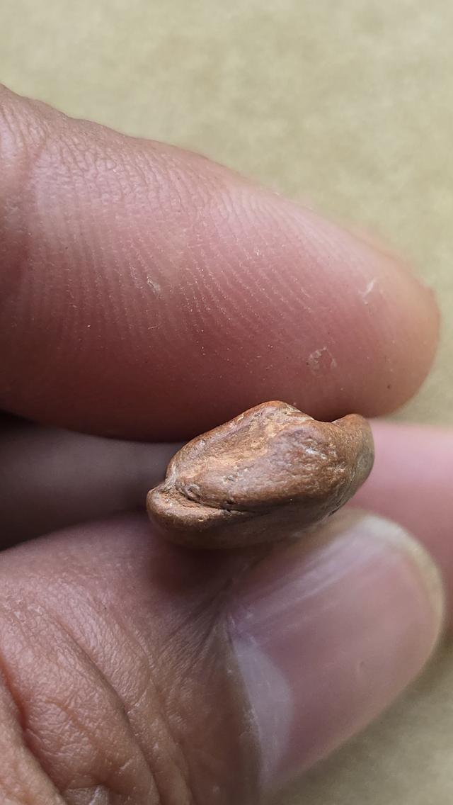 พระกำแพงยืนตอ กำแพงเพชร 5