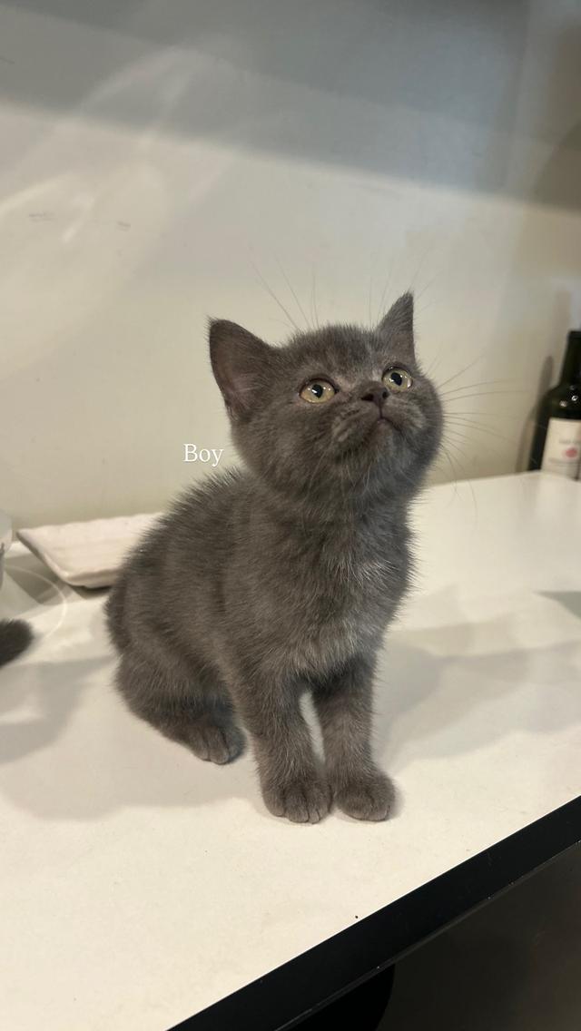 ขายลูกแมวสก็อตติช เพศชาย 🩵