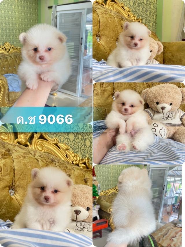 น้องลูกปอมแท้ อายุ2เดือน มาดูตัวจริงได้ค่ะ  4
