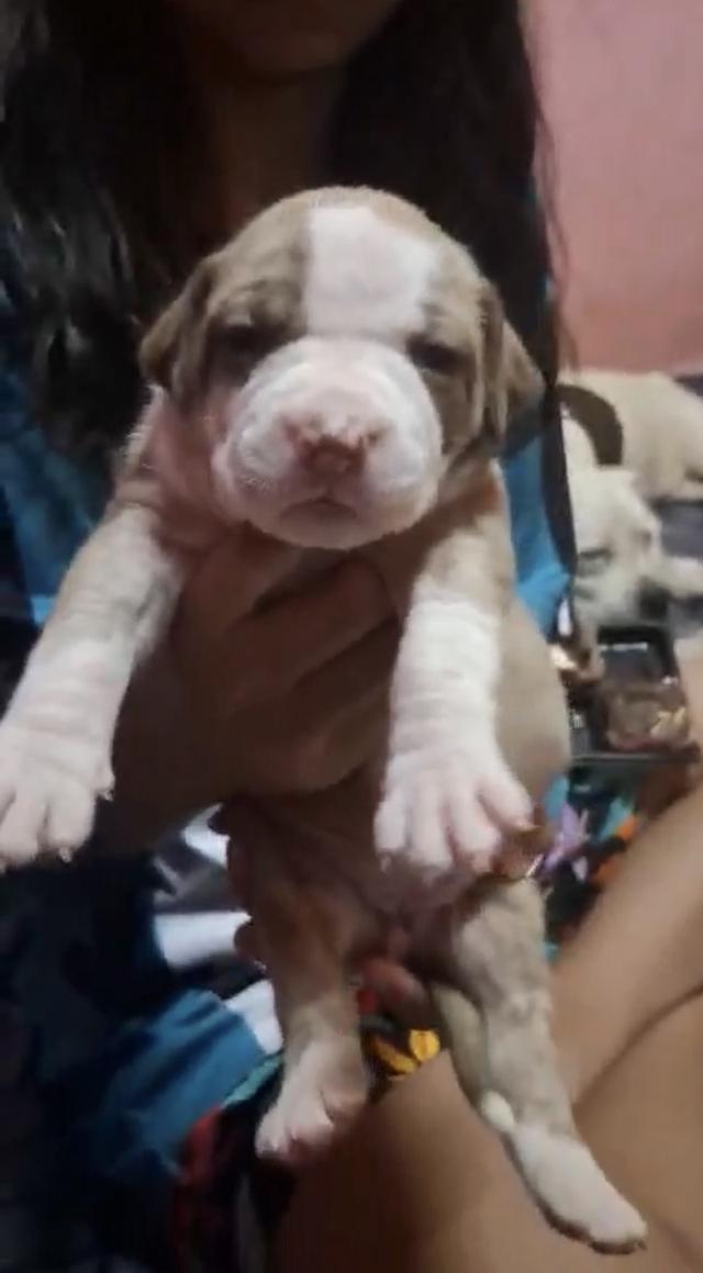 ลูกสุนัขพิทบลูแบนด็อก