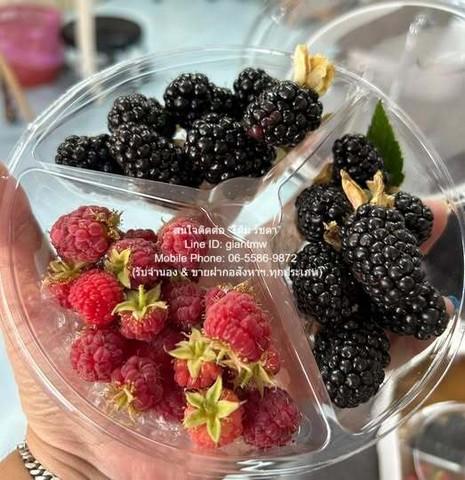 ที่ดิน ขายที่ดิน พร้อมกิจการฟาร์มเกษตร 26 ไร่ ใกล้วัดพระขาว ปากช่อง นครราชสีมา ราคา 60 ล้านบาท พ.ท. 26 ไร่ 0 NGAN 0 ตร.ว 7