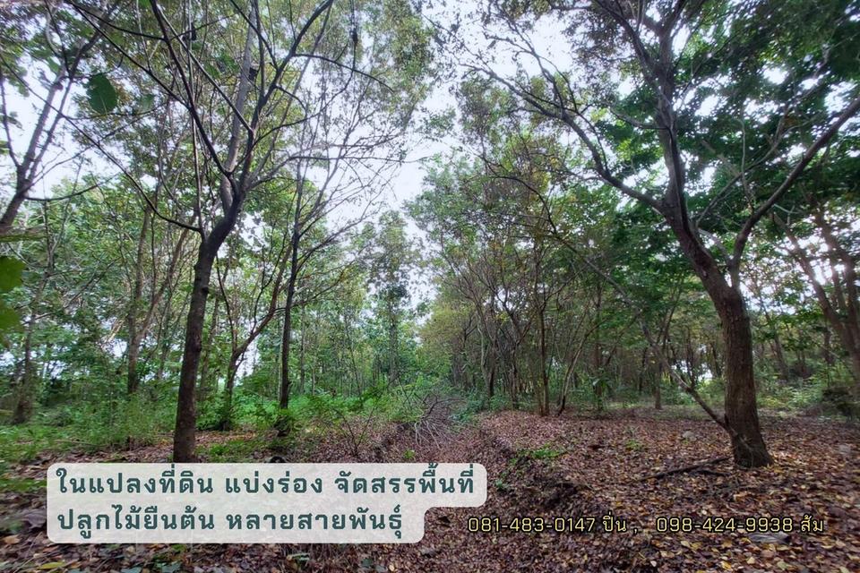 ที่ดิน พร้อมสวนป่า ต.ปลายนา อ.ศรีประจันต์ จ.สุพรรณบุรี 4