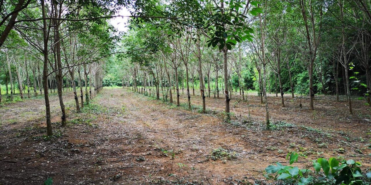 ขายสวนลำไย ยางพารา 136ไร่ สอยดาว จันทบุรี 8