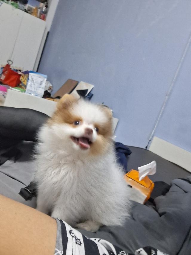 สุนัขปอมชาย