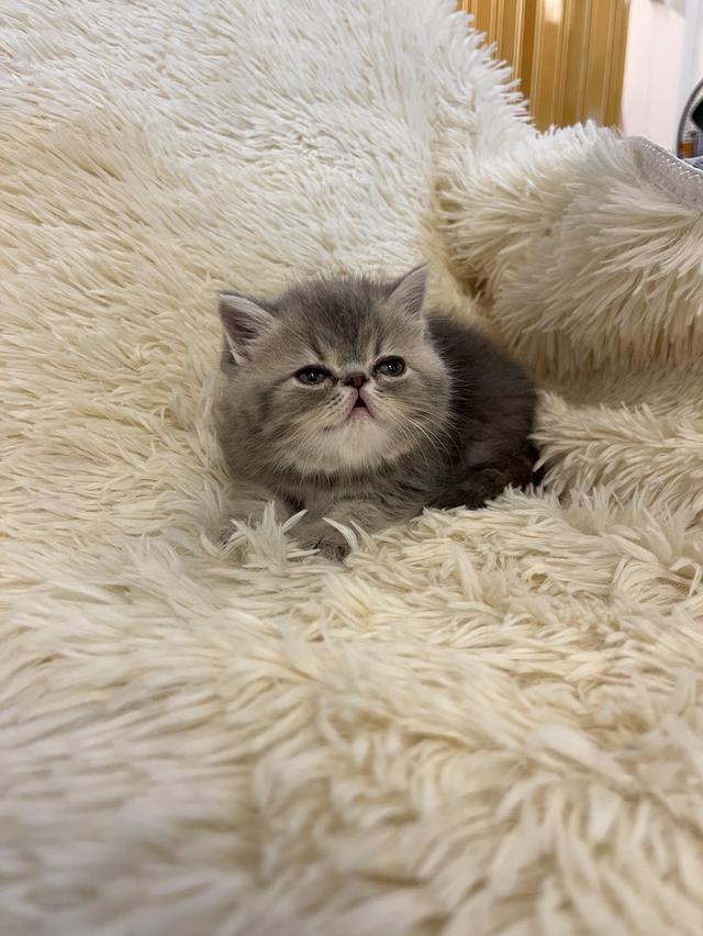 แมว EXO ติก 🔥🔥🔥 สีบลู