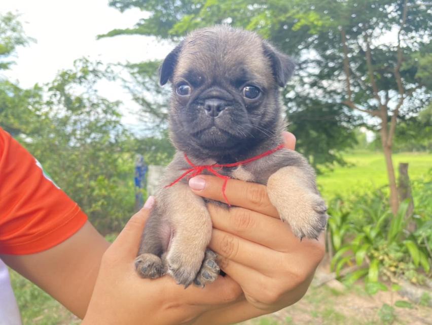 สุนัข 10