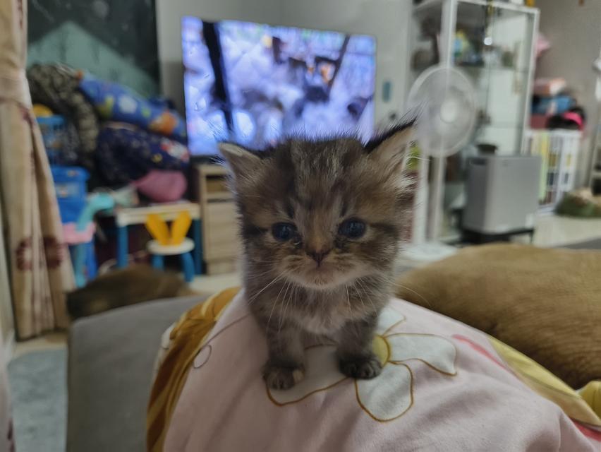 แมวสก็อตติช 2