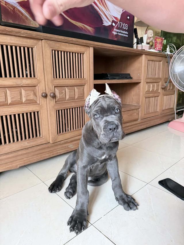 Cane corso puppy 9 weeks old  3