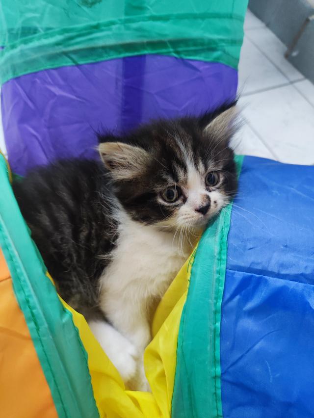 ลูกแมวพันธ์เปอร์เซีย....แท้ร้อย100%