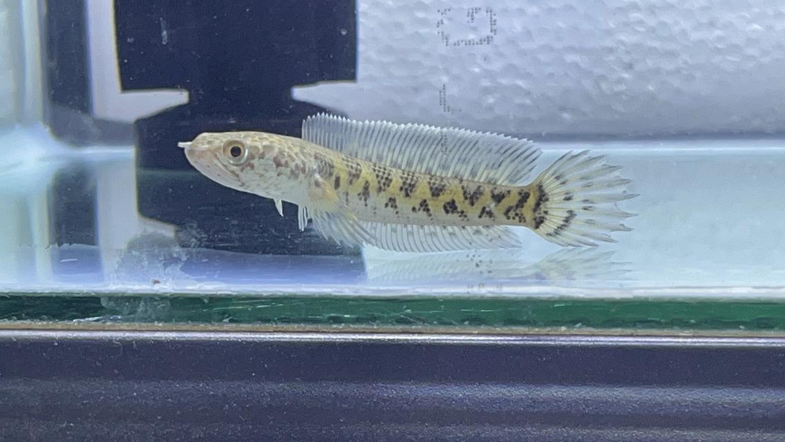 ปลาช่อน Auranti High Fin