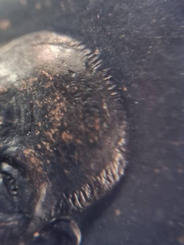 เหรียญหลวงพ่อเกษม เขมโก กองพันลำปาง ปี17