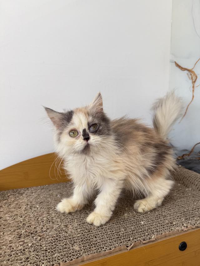 ลูกแมวพันธุ์เปอร์เซีย รูปย่อยที่ 2