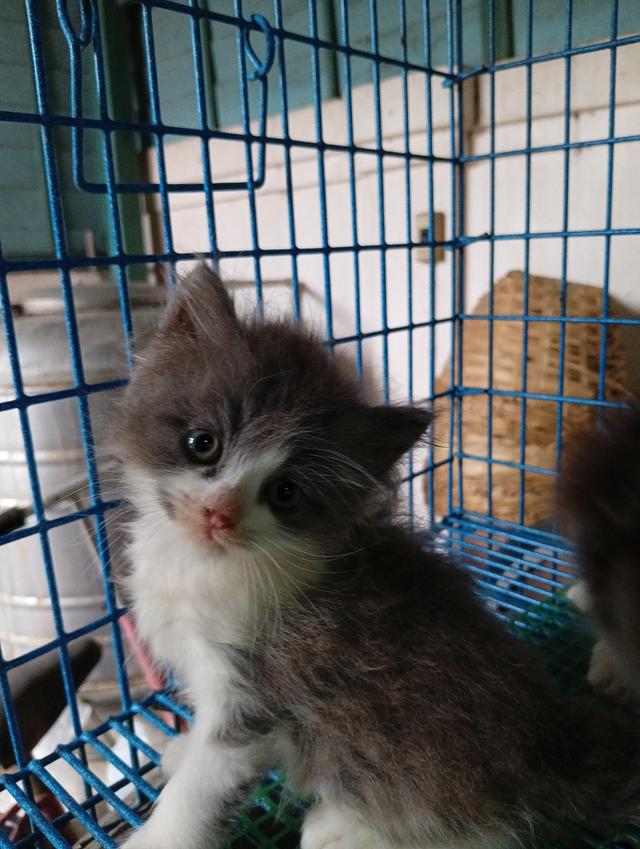 ลูกแมวสก็อตติช เปอร์เซียนเพศผู้