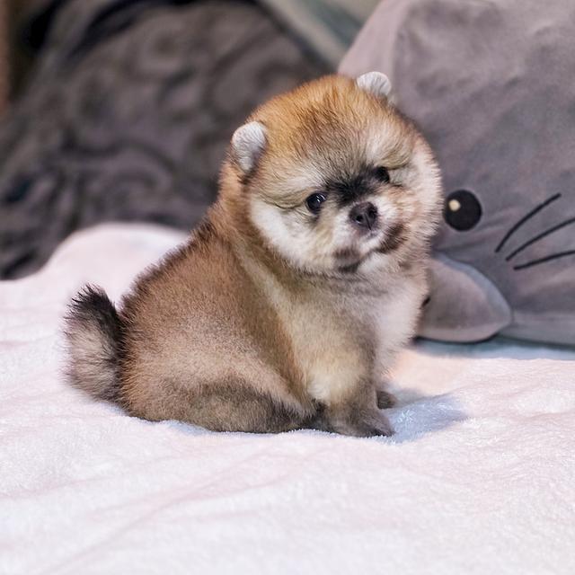 ปอมหมีเพศผู้สุดหล่อพันธุ์แท้พร้อมย้ายบ้าน 6