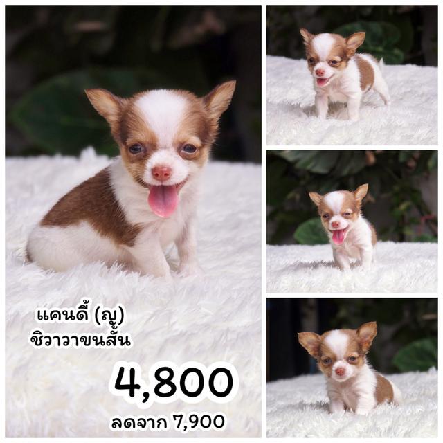 Sale ชิวาวาตัวน้อย 2