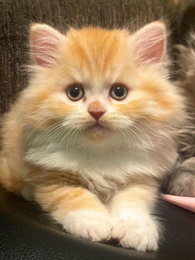 แมวส้มนำโชค-(ชาย)เกิด13/10/68