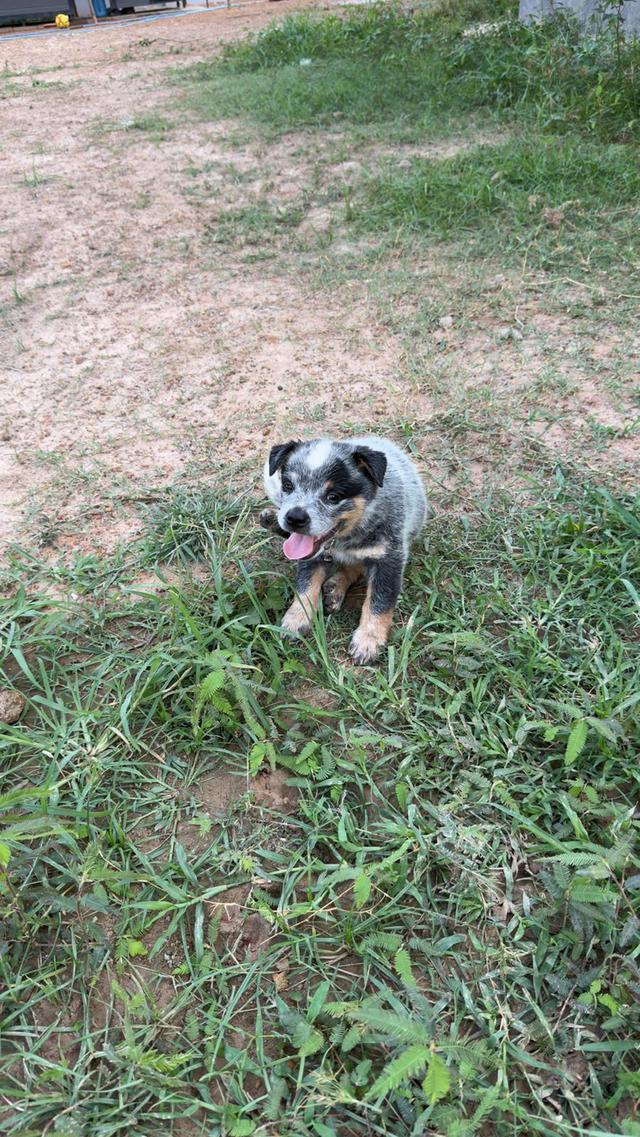 Australian Cattledog รูปที่ 5