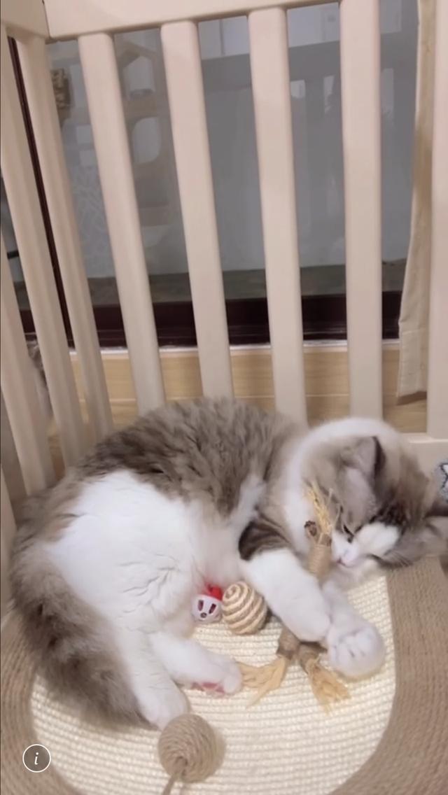 แมวแร็กดอล ตัวผู้อายุ2ขวบพ่อพันธุ์ รูปที่ 4