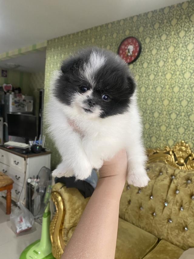 ปอมแท้ สีแพนด้าปาตี้