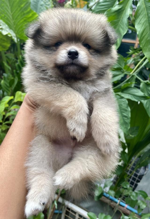 ลูกสุนัขพันธุ์ปอมเมอเรเนียน
