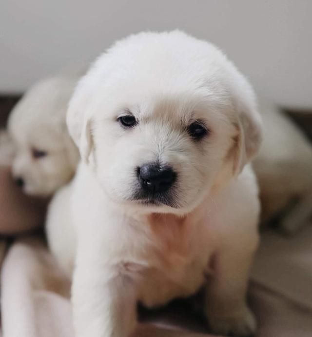 ขายลูกสุนัขสุดน่ารักพันธุ์ White Golden Retriever 2