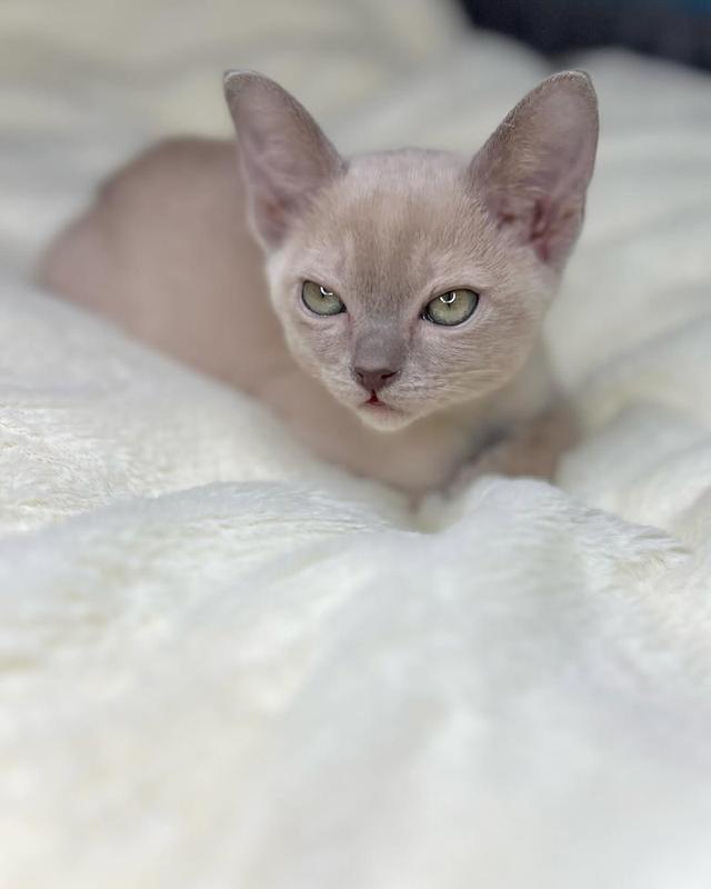 European Burmese kittens. WhatsApp me : +66 63 826 3042 รูปย่อยที่ 2