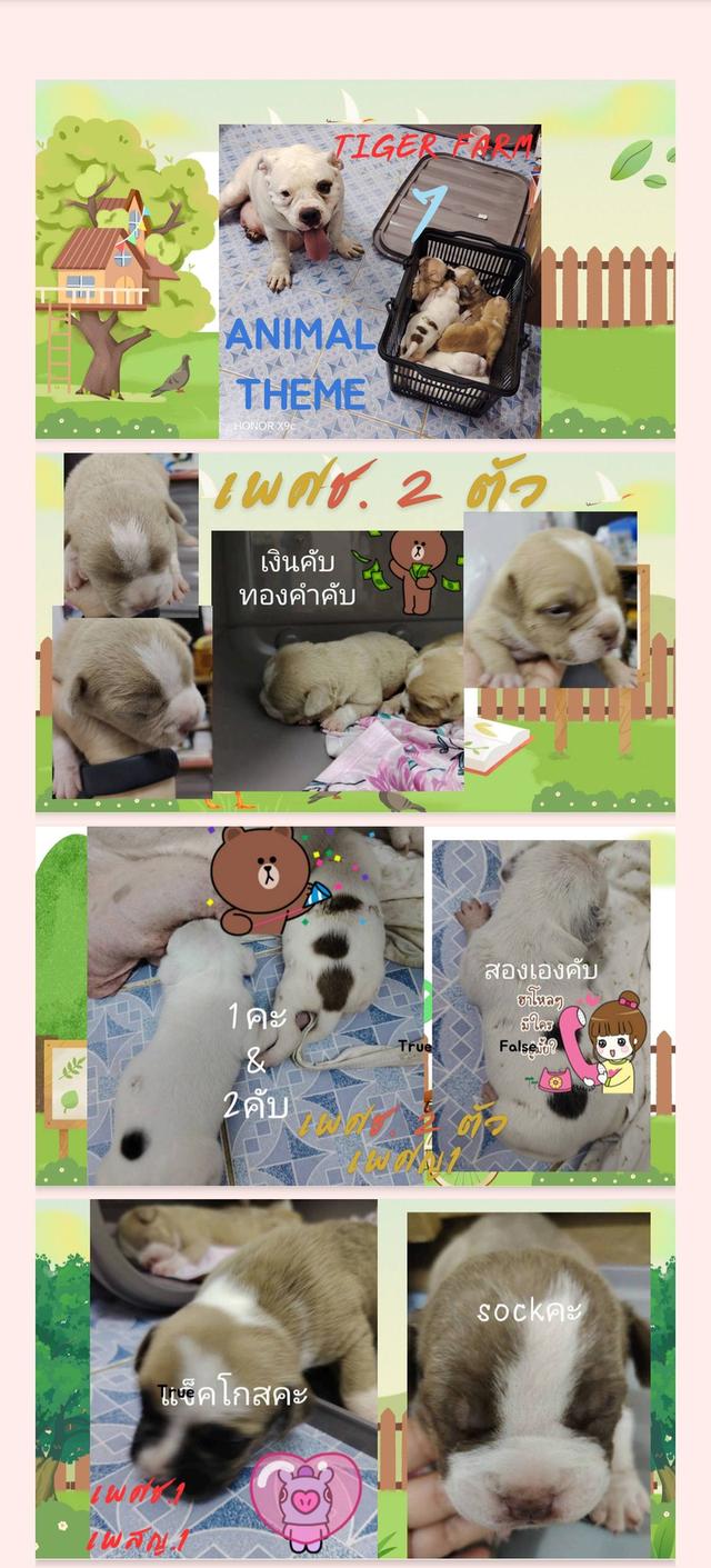 p'tigerขอนแก่น 3,500-5,500฿สุนัข อเมริกันบูลลี่ ราคาถูก และลูกหมาพันธุ์ Bully ฟาร์ม P'tiger ขอนแก่น 19