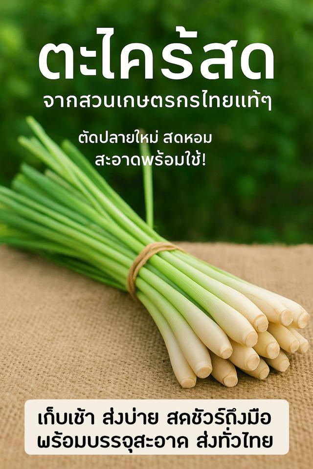 🍃🌾 ตะไคร้สด จากสวนเกษตรกรไทยแท้ ๆ /1กก.