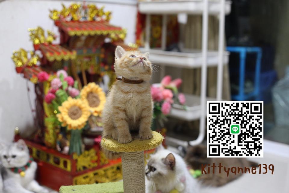 ลูกแมวบริติชช็อตแฮร์ผสมสก็อตติชช็อตแฮร์ 10