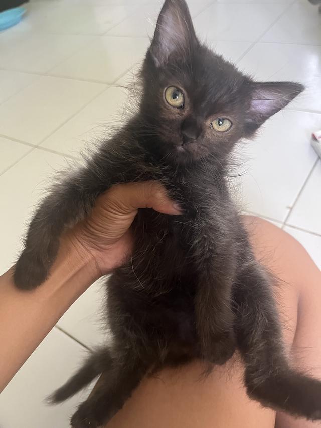 ขายลูกแมวหาบ้านใหม่ให้ลูกแมว