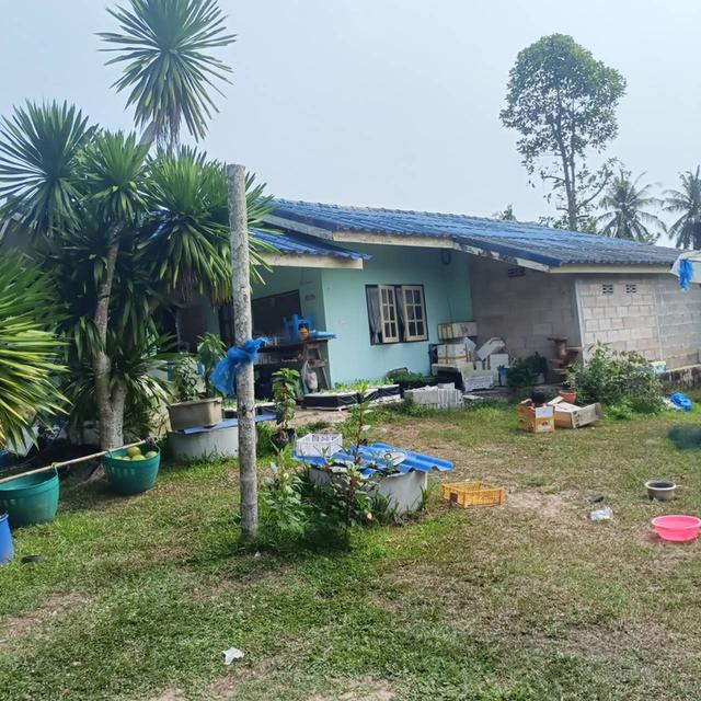 ขายบ้านพร้อมที่ดิน + กิจการผักไฮโดรโปนิกส์ พร้อมรายได้ทันที จ.ชุมพร 6