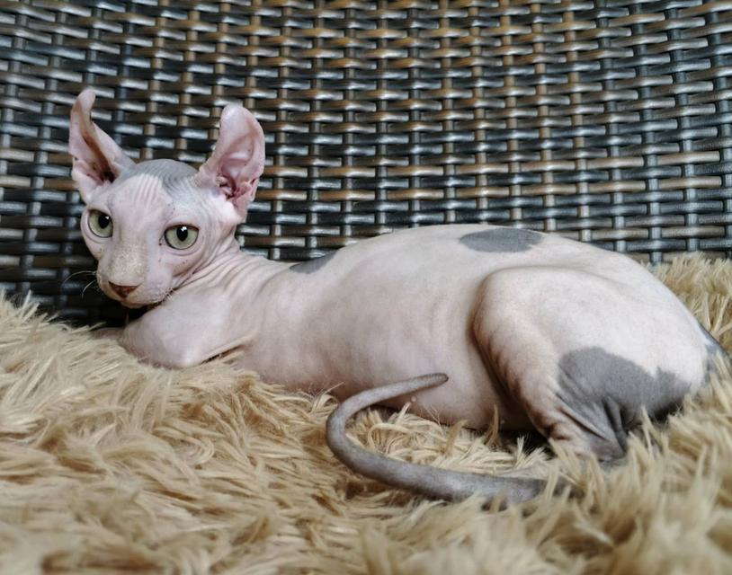 31.แมวดเวล/เพศผู้ Dwelf Cat/Male