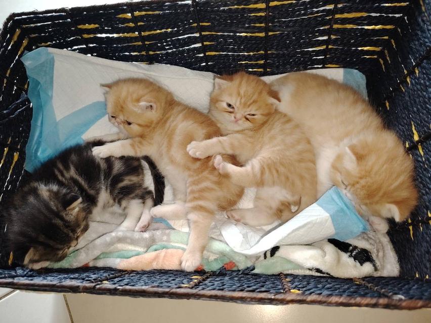 exotic shorthair  2
