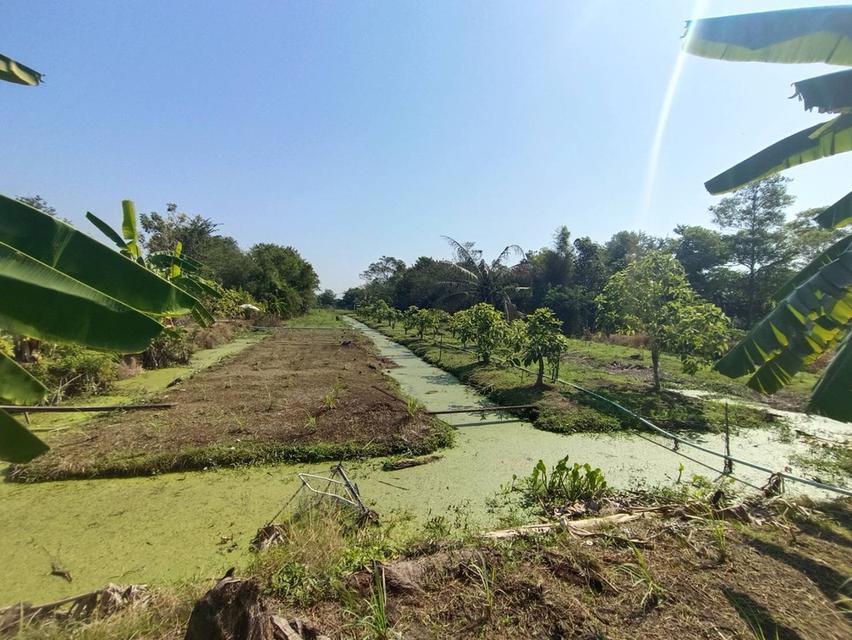 ขายที่ดิน 10 ไร่ ที่หน้าติดถนนคลอง6  รังสิต-ปทุมธานี 6